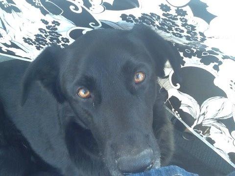 Blanding af racer Chano billede 2