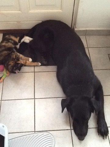 Blanding af racer Chano billede 3