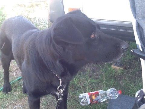 Blanding af racer Chano billede 4