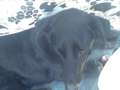 Blanding af racer Chano billede 5