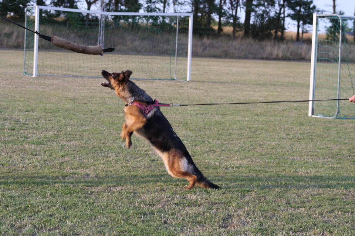 Schæferhund Kennel Djalsam's Gabbie billede 8