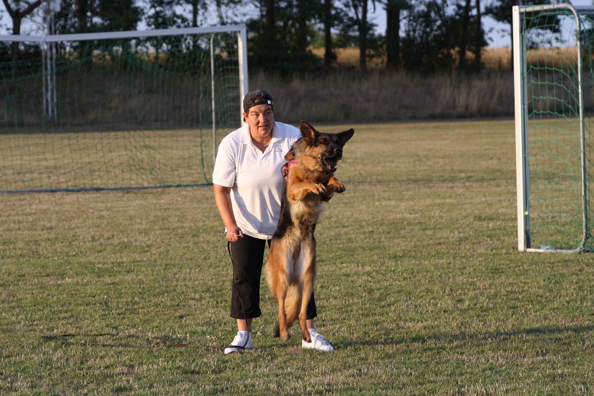 Schæferhund Kennel Djalsam's Gabbie billede 10