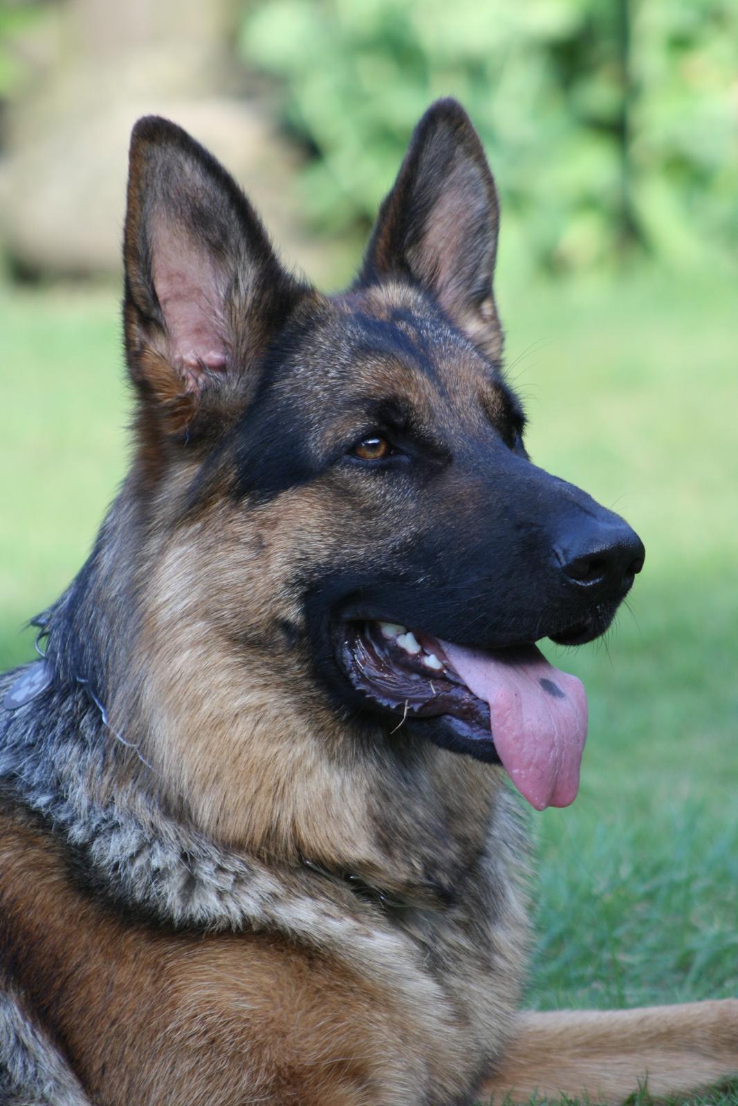 Schæferhund Kennel Djalsam's Gabbie billede 1