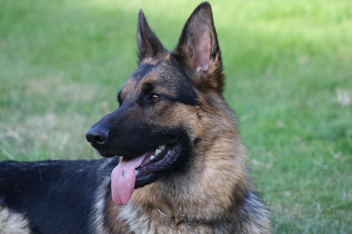 Schæferhund Kennel Djalsam's Gabbie billede 5