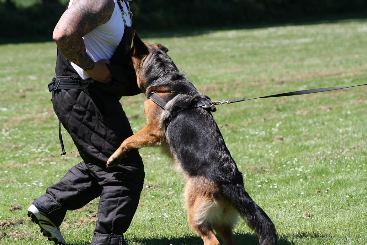 Schæferhund Kennel Djalsam's Gabbie billede 11