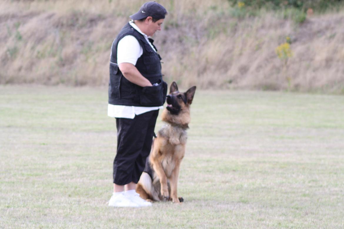 Schæferhund Kennel Djalsam's Gabbie billede 14