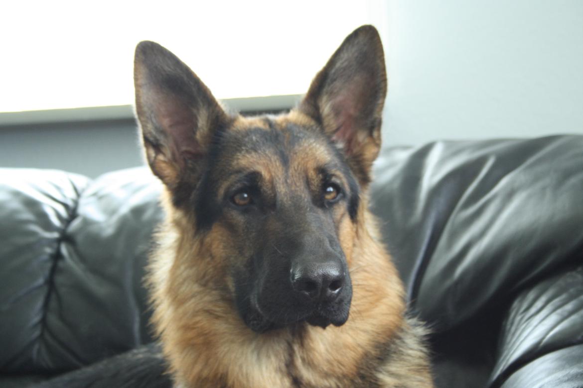 Schæferhund Kennel Djalsam's Gabbie billede 2