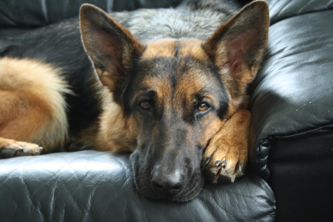 Schæferhund Kennel Djalsam's Gabbie billede 7