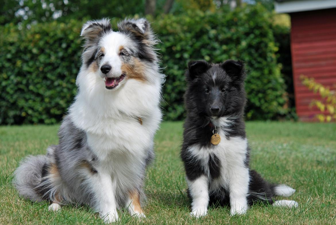Shetland sheepdog Svala billede 15