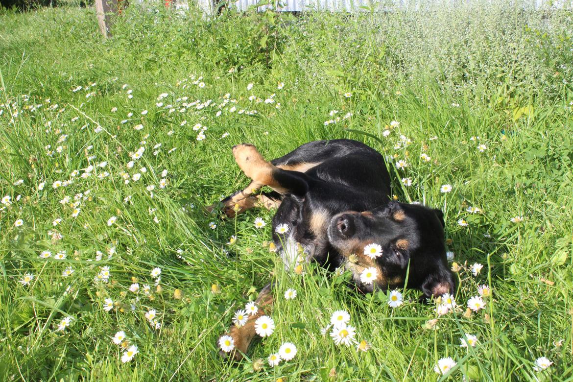 Blanding af racer Yankie - Prinsessen i blomsterne. <3 billede 35