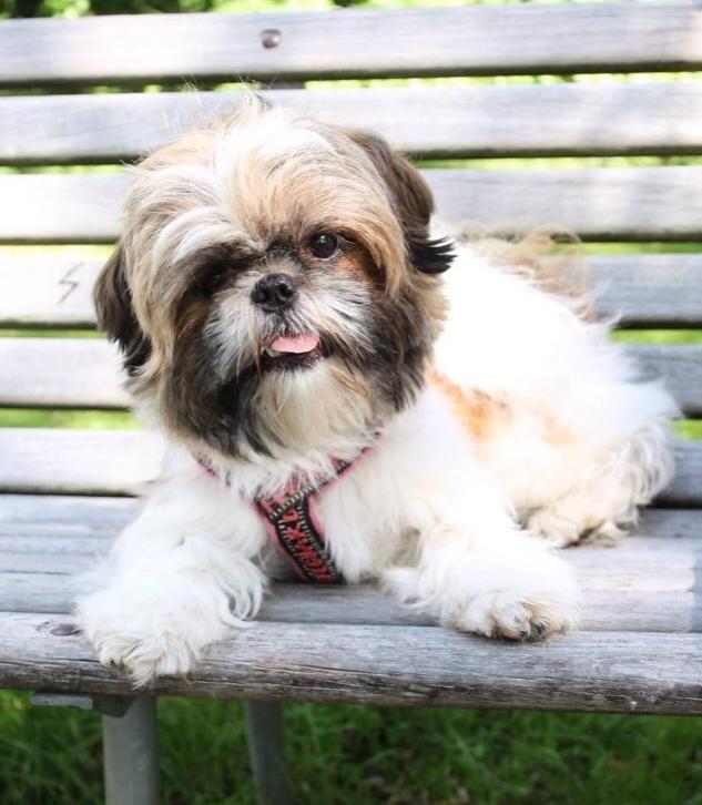 Shih tzu Maude billede 2