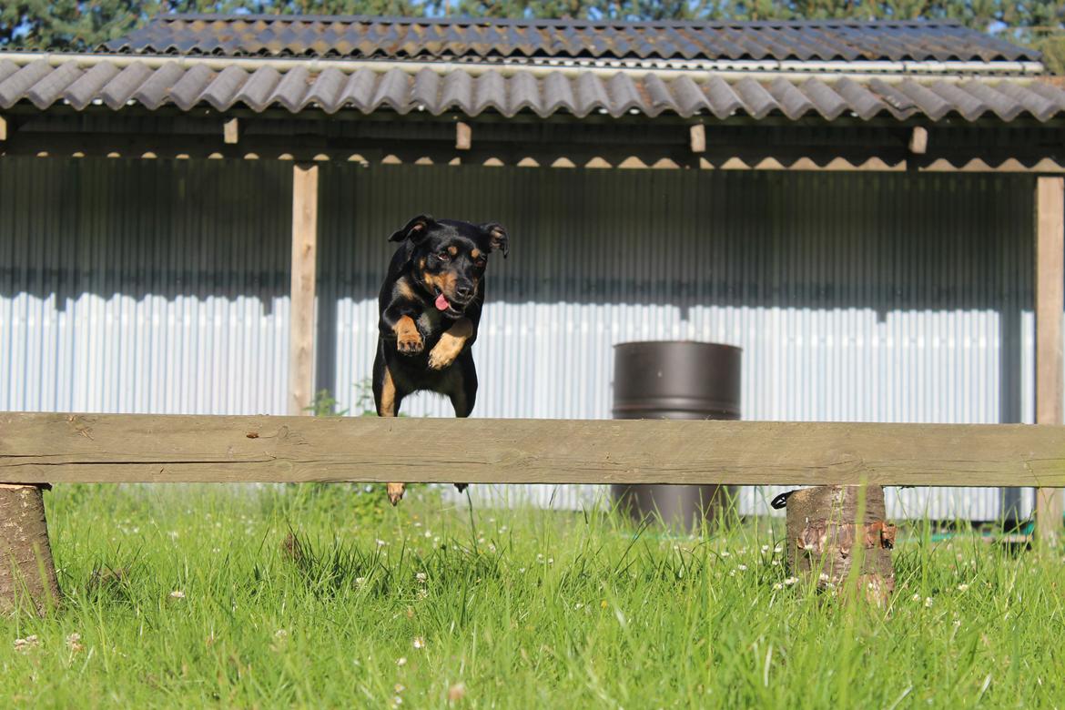 Blanding af racer Yankie - Yankie elsker at springe! <3 billede 4