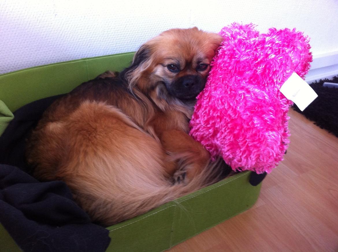 Blanding af racer Jackline R.I.P D.19/7-13 billede 15