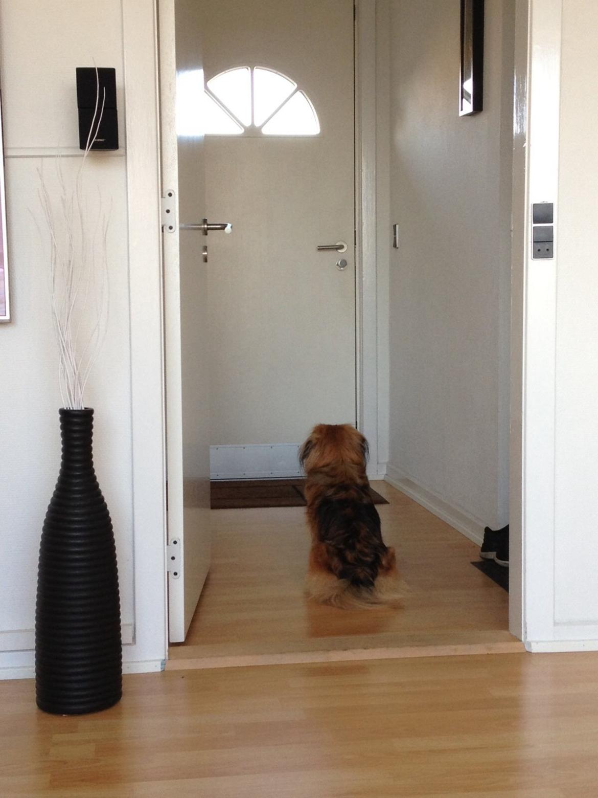 Blanding af racer Jackline R.I.P D.19/7-13 - Ved at denne smukke pige sidder og venter på jeg kommer op til hende <3 billede 2