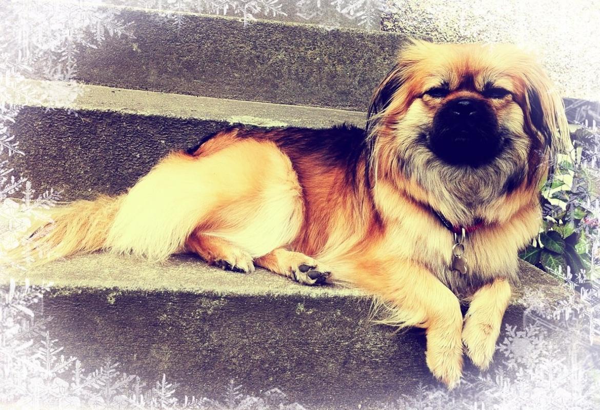 Blanding af racer Jackline R.I.P D.19/7-13 billede 11