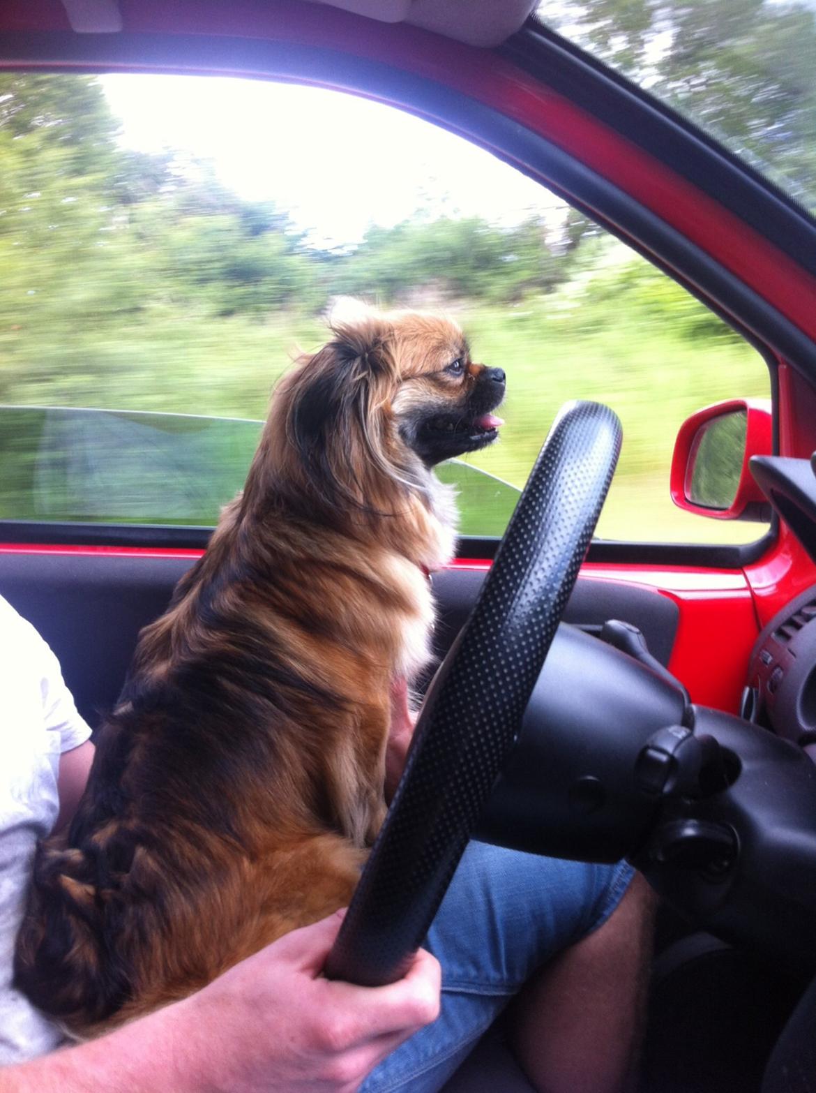 Blanding af racer Jackline R.I.P D.19/7-13 billede 12