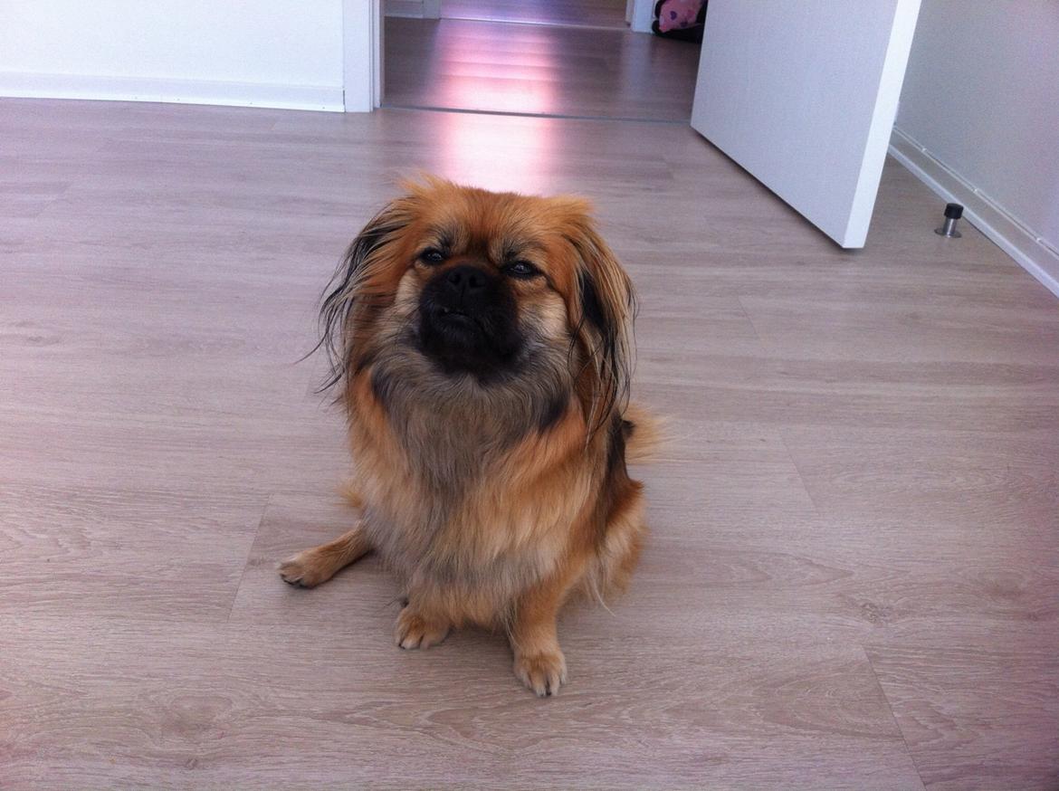 Blanding af racer Jackline R.I.P D.19/7-13 billede 18