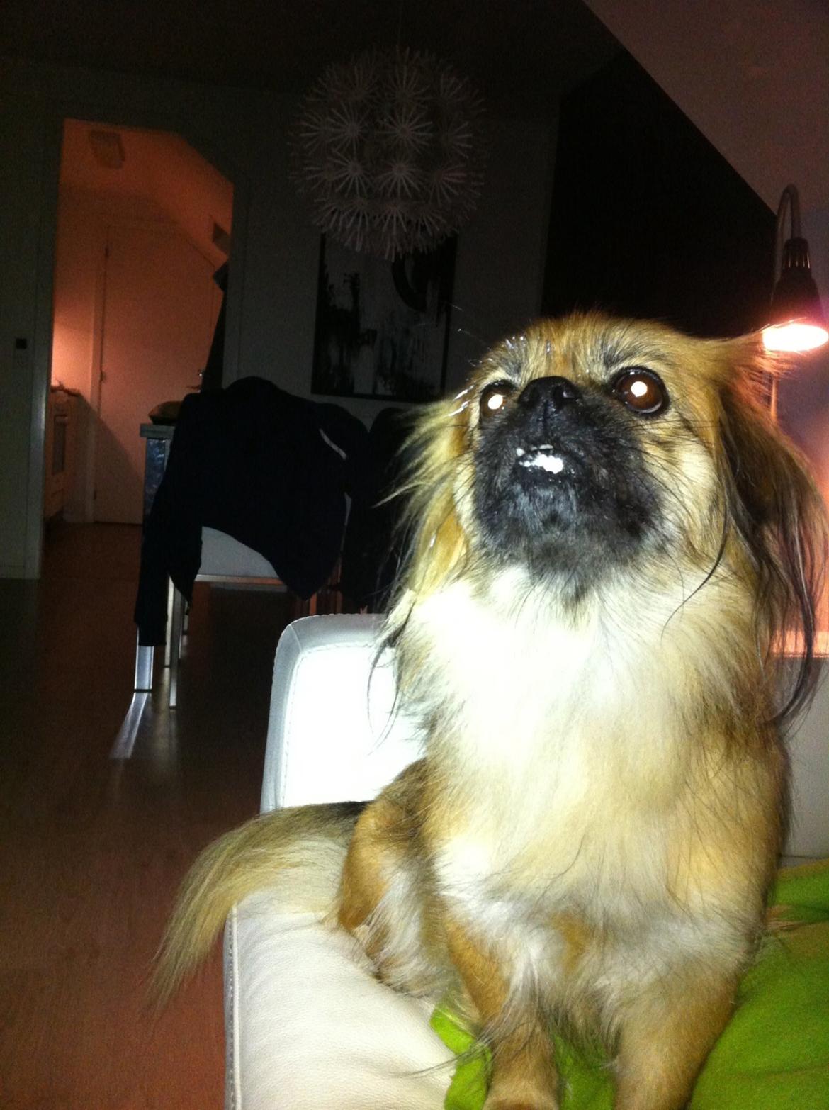 Blanding af racer Jackline R.I.P D.19/7-13 billede 20