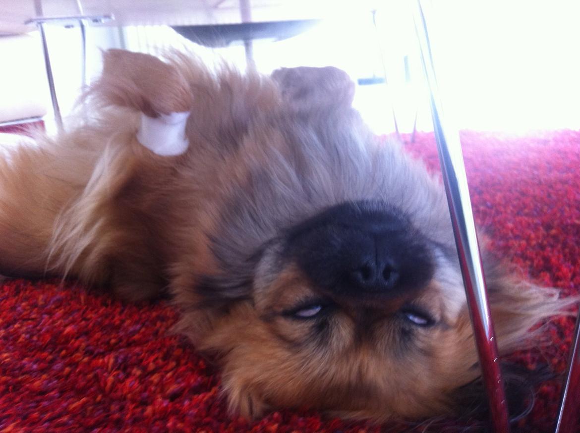 Blanding af racer Jackline R.I.P D.19/7-13 billede 22