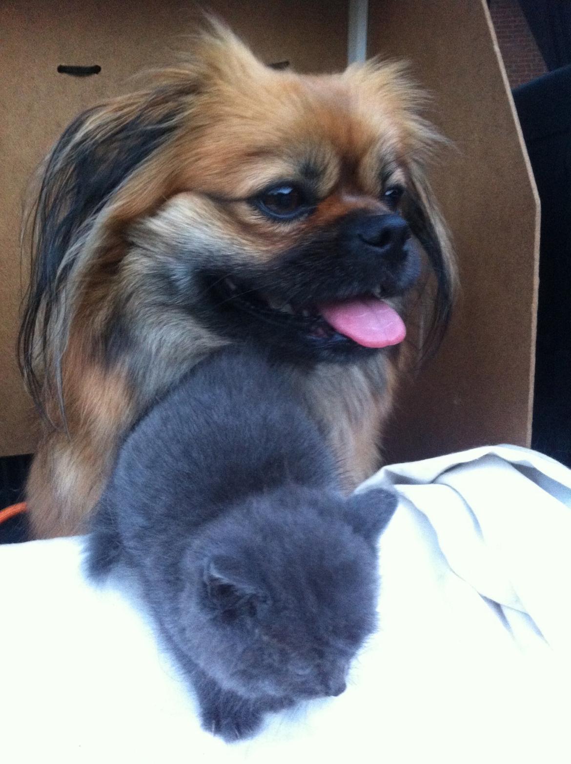 Blanding af racer Jackline R.I.P D.19/7-13 billede 16