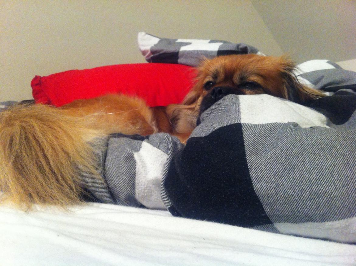 Blanding af racer Jackline R.I.P D.19/7-13 billede 35