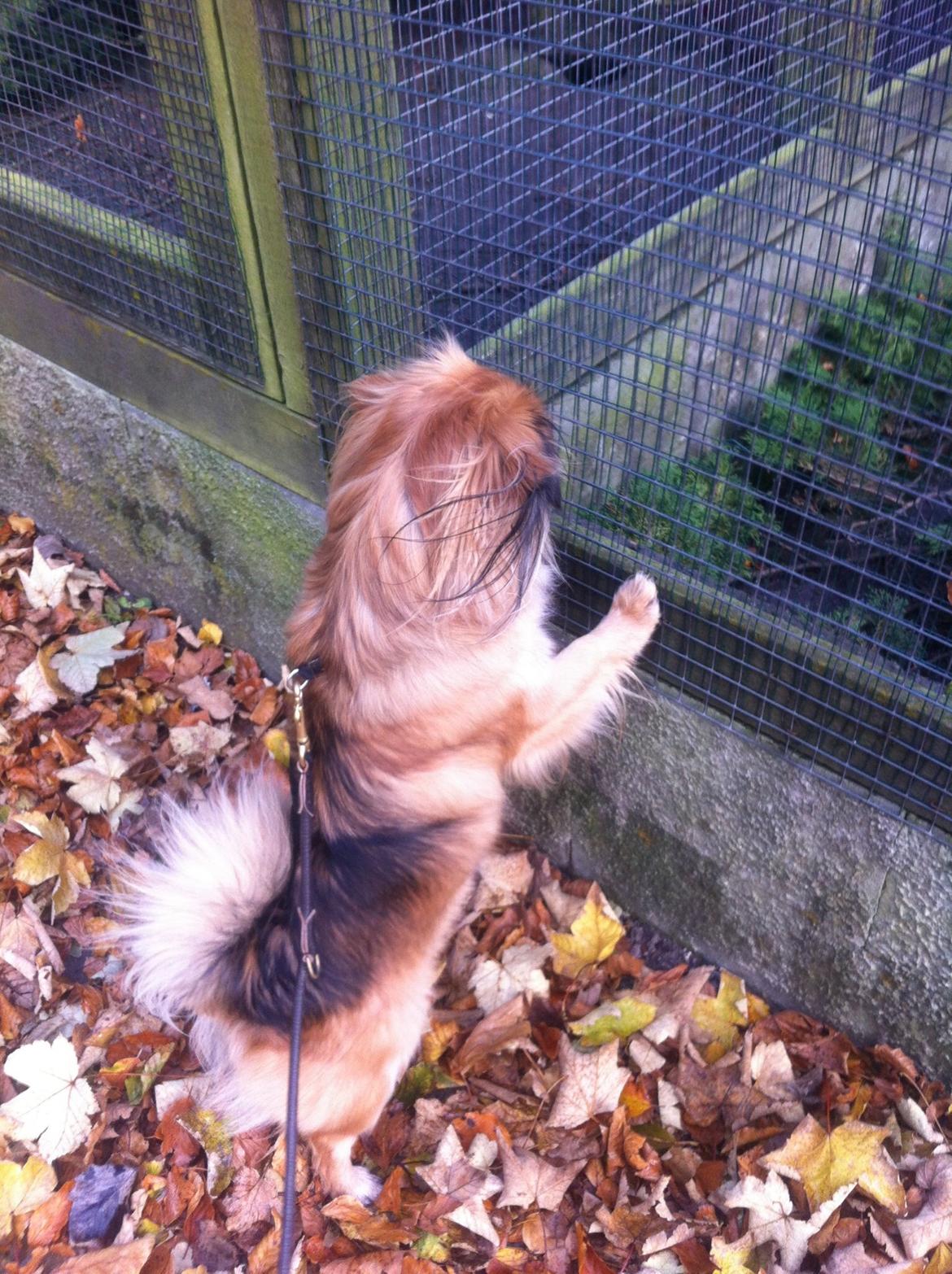 Blanding af racer Jackline R.I.P D.19/7-13 billede 37