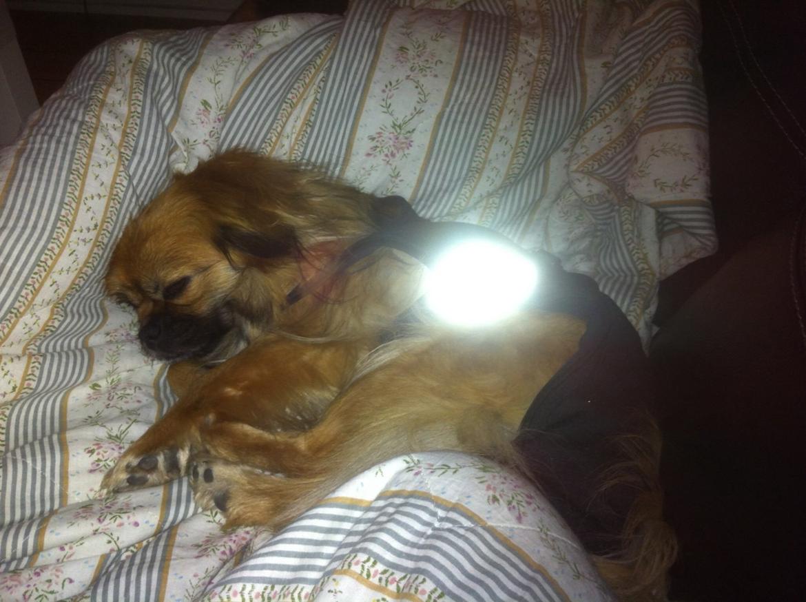 Blanding af racer Jackline R.I.P D.19/7-13 billede 23