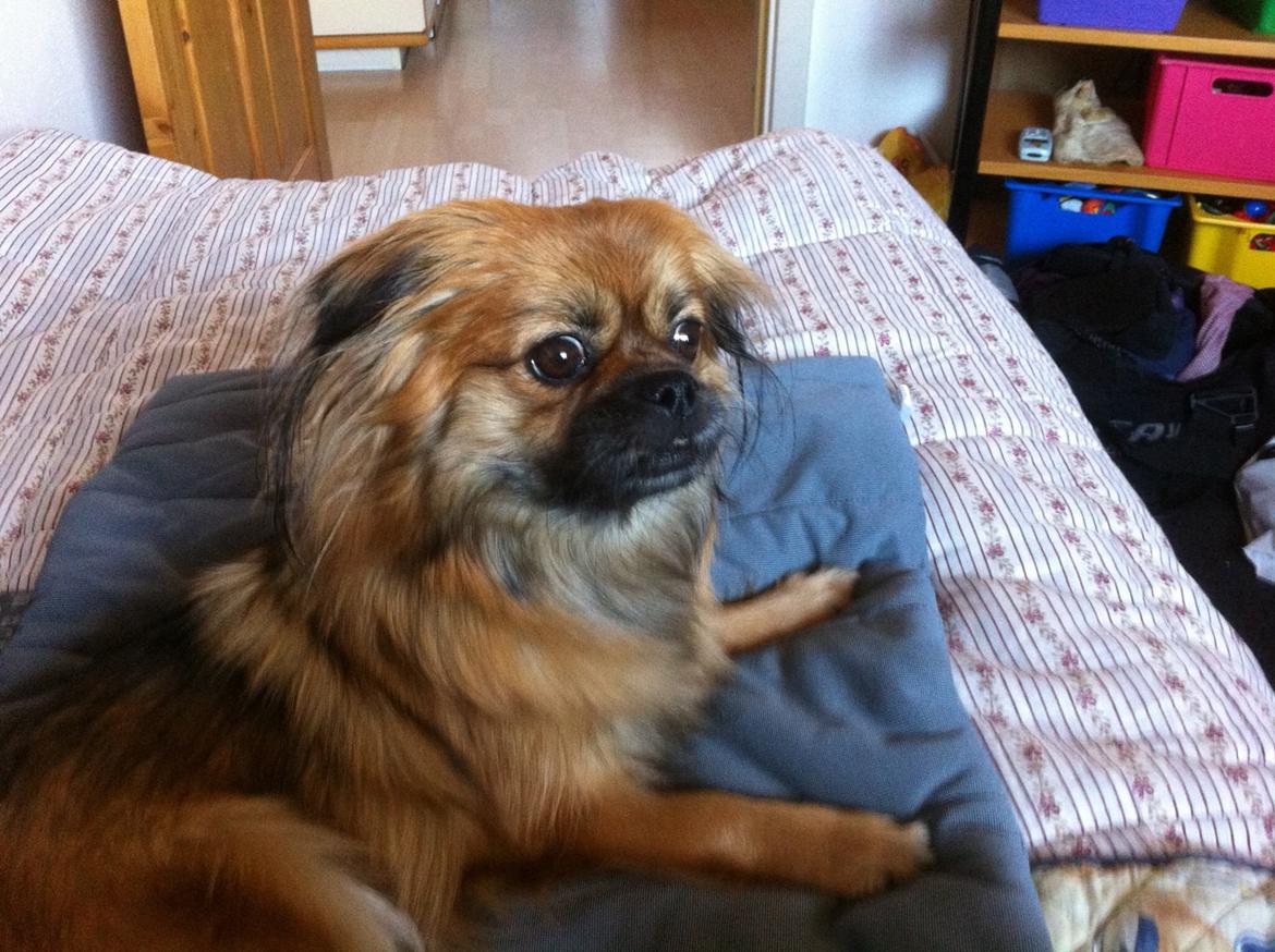 Blanding af racer Jackline R.I.P D.19/7-13 billede 40