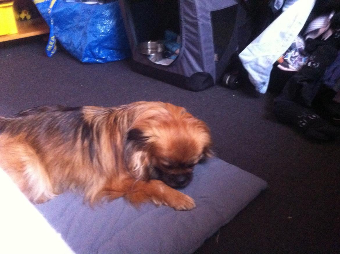 Blanding af racer Jackline R.I.P D.19/7-13 billede 41