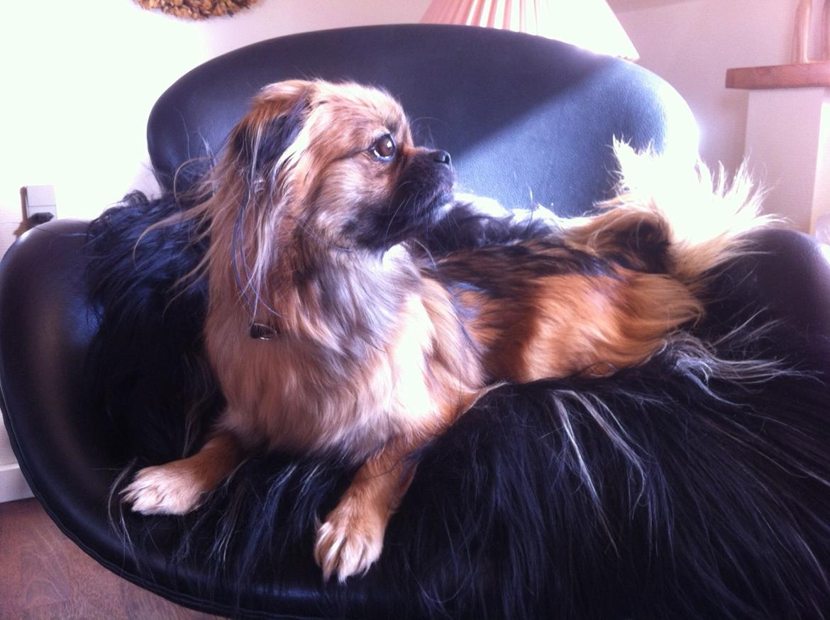 Blanding af racer Jackline R.I.P D.19/7-13 billede 42