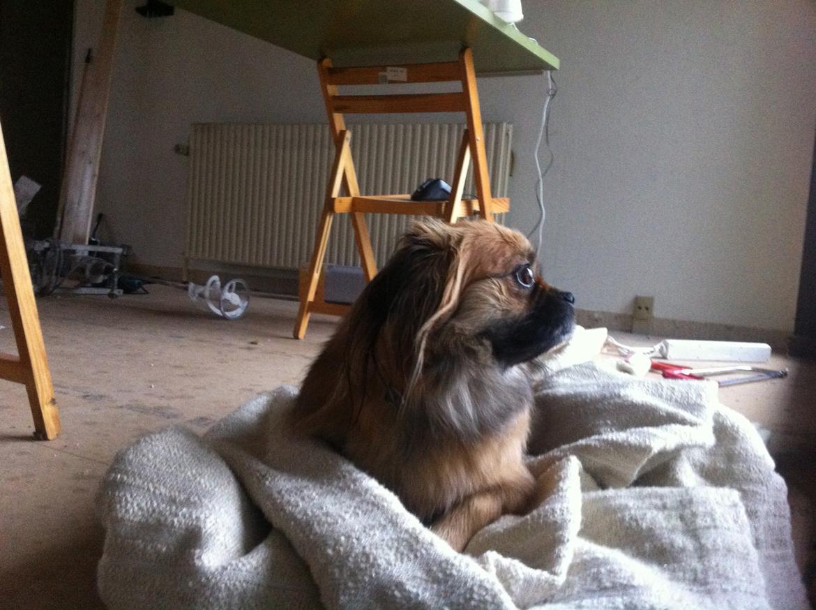 Blanding af racer Jackline R.I.P D.19/7-13 billede 26