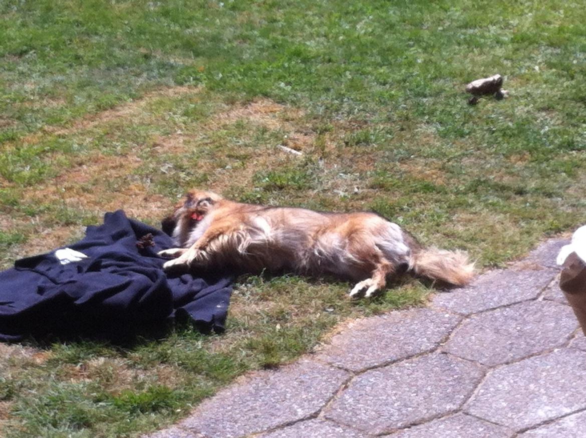 Blanding af racer Jackline R.I.P D.19/7-13 billede 43