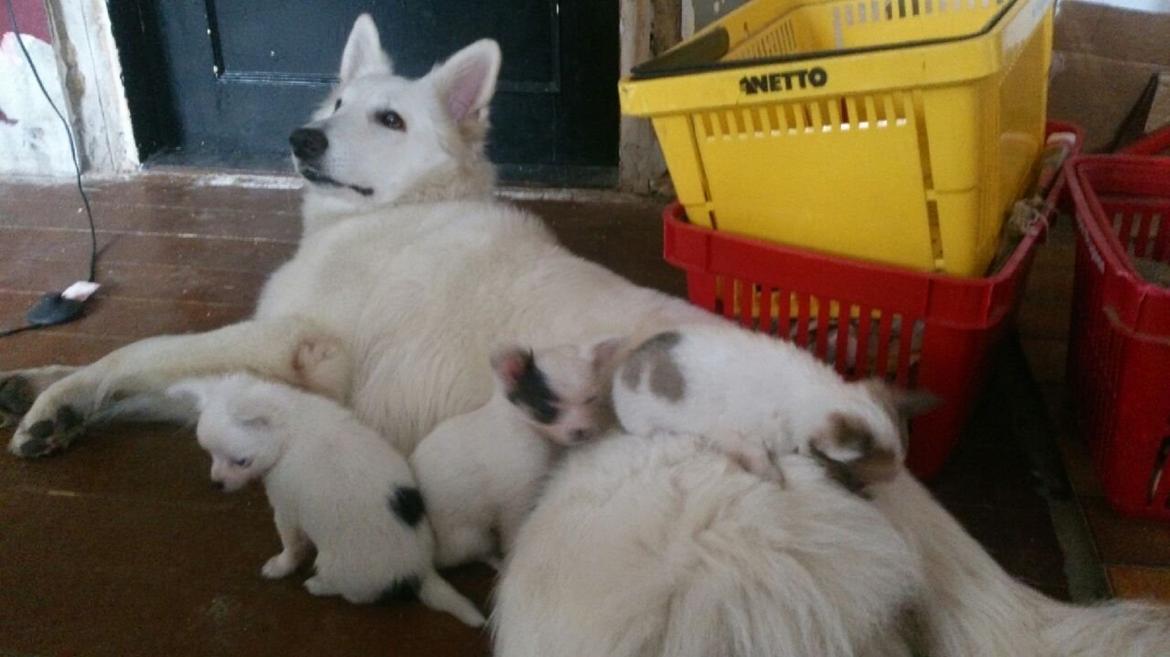 Hvid schæfer Smilla billede 8