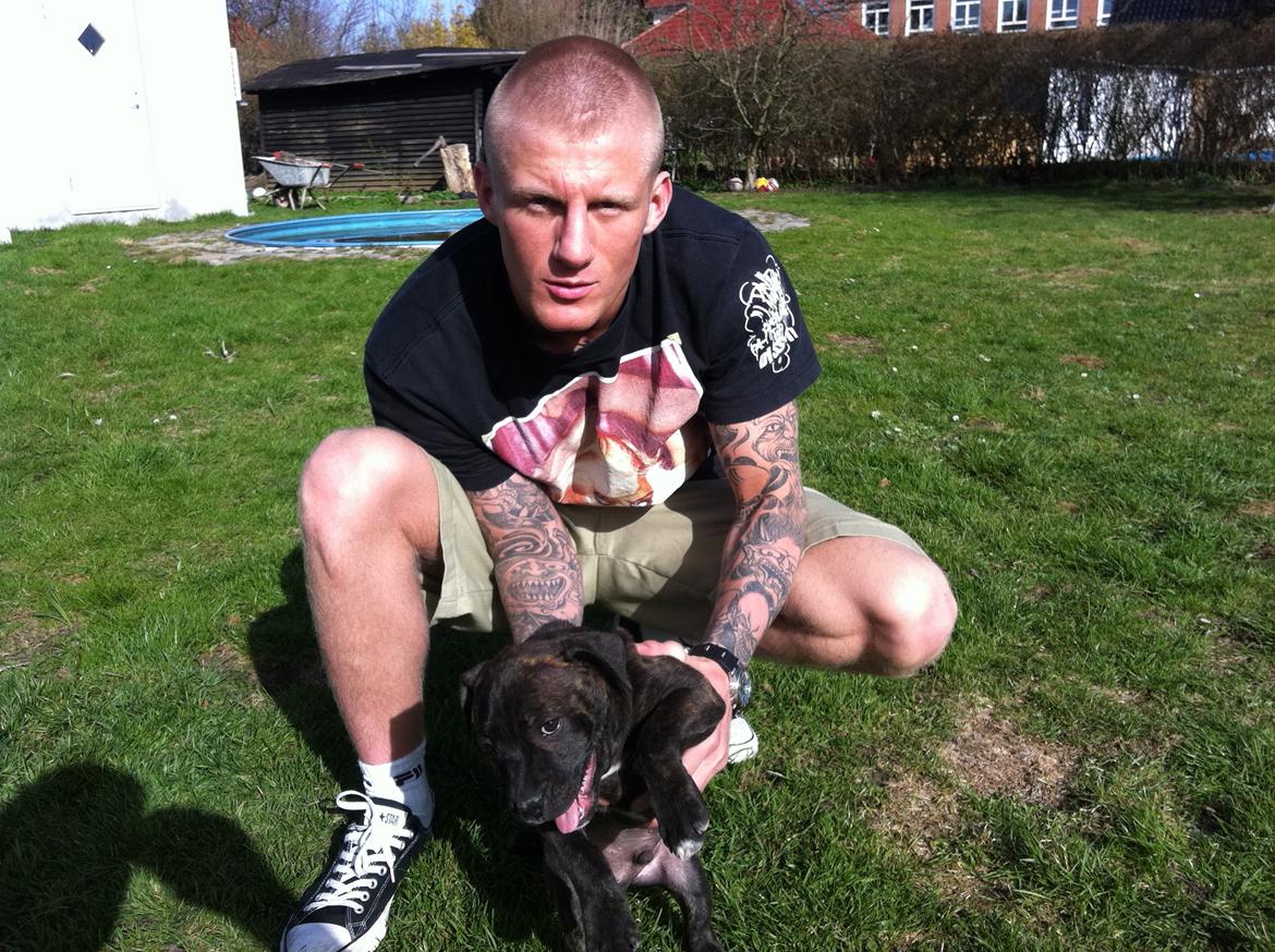 Staffordshire bull terrier Zeus billede 2