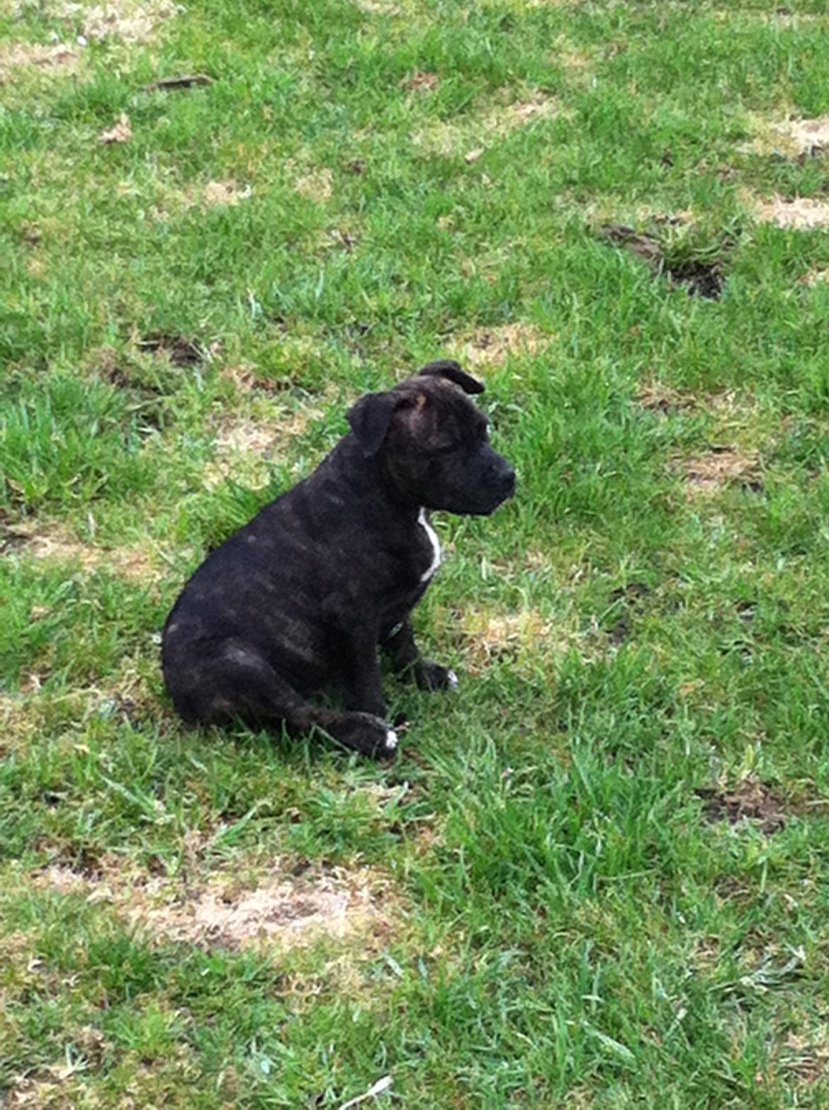 Staffordshire bull terrier Zeus billede 3