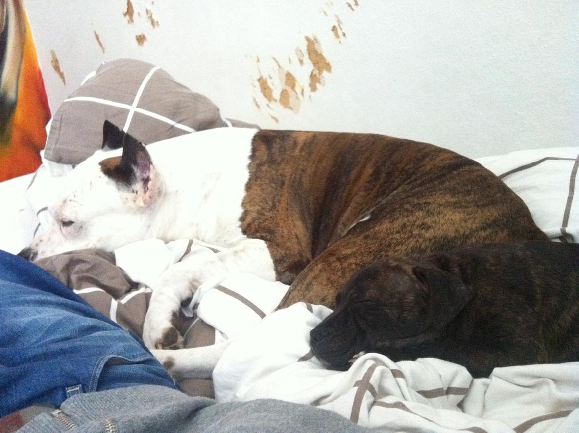 Staffordshire bull terrier Zeus billede 4