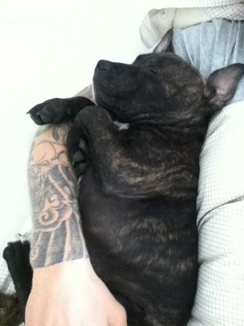 Staffordshire bull terrier Zeus billede 5