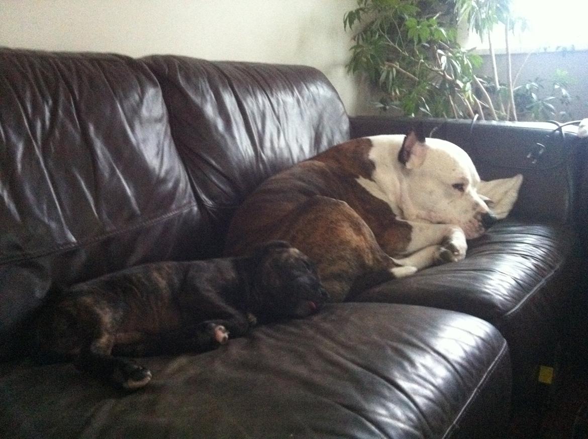 Staffordshire bull terrier Zeus billede 6