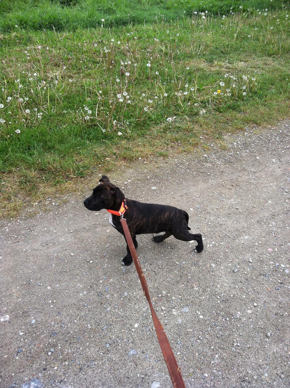 Staffordshire bull terrier Zeus billede 7