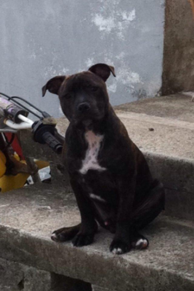 Staffordshire bull terrier Zeus billede 8