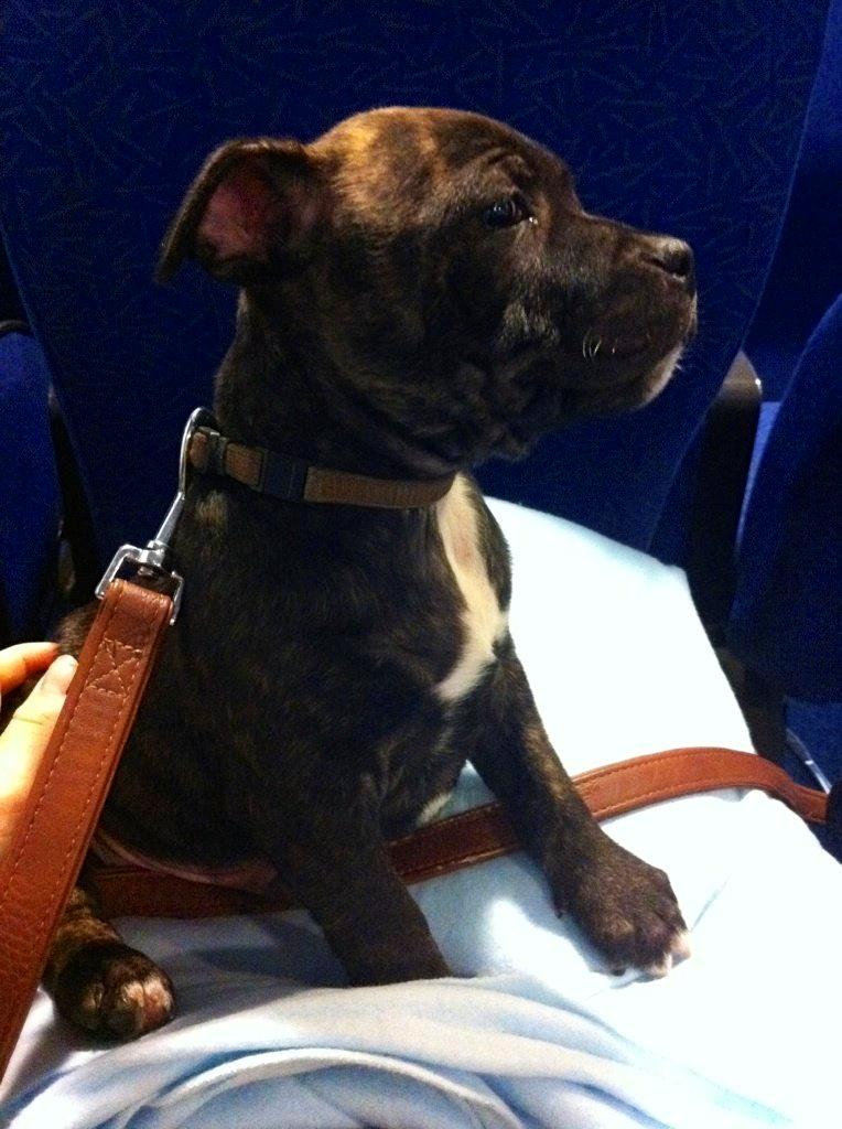 Staffordshire bull terrier Zeus billede 10