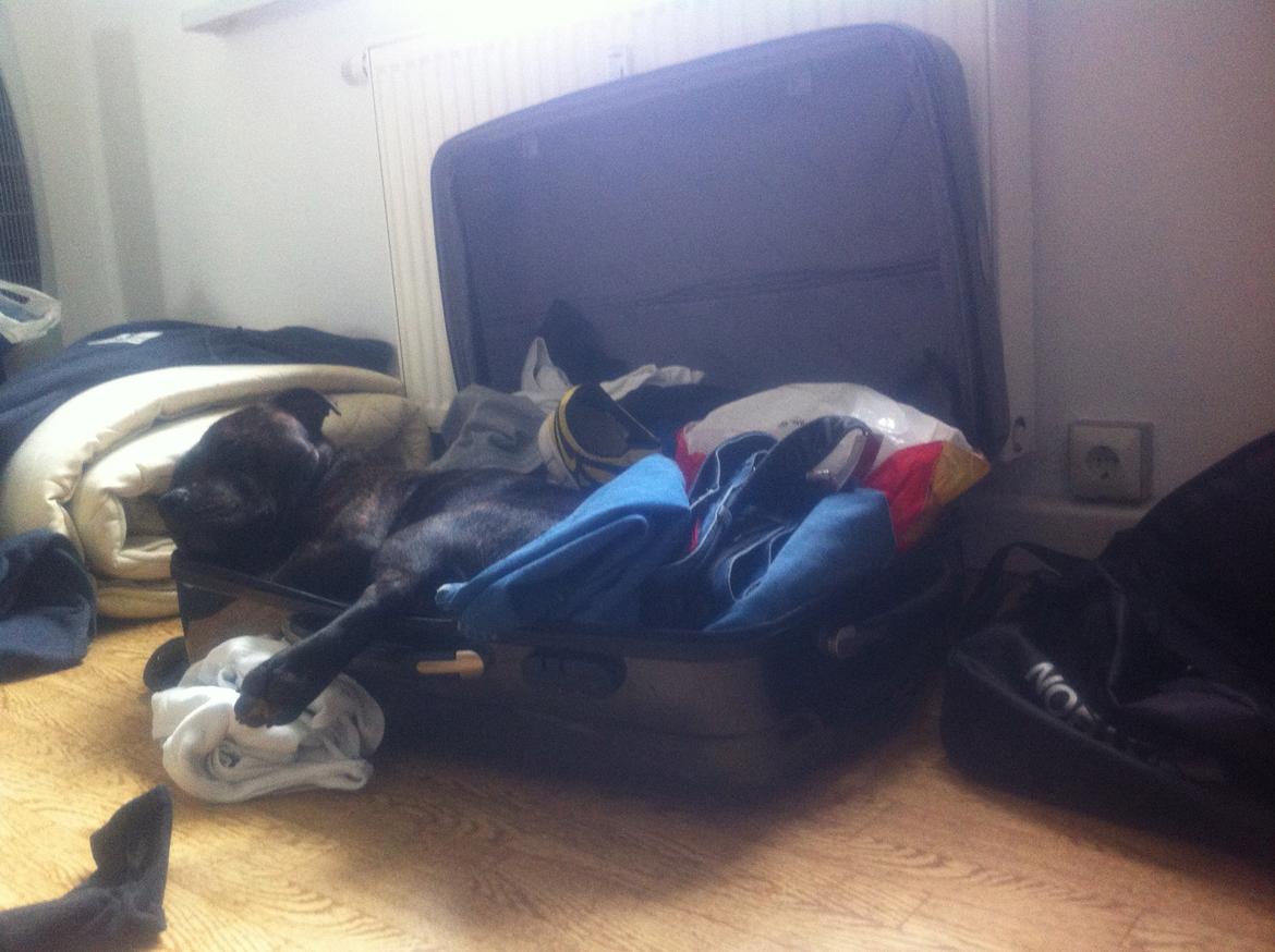 Staffordshire bull terrier Zeus billede 11