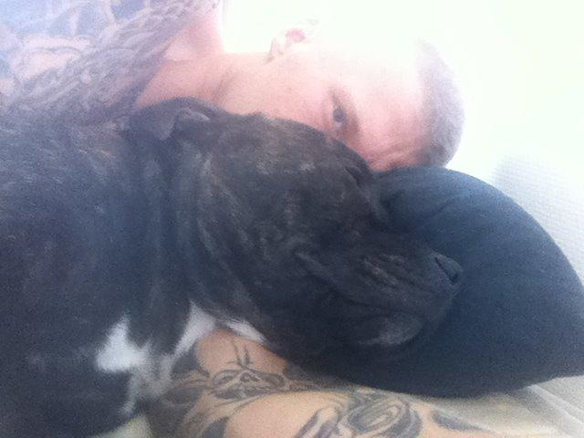 Staffordshire bull terrier Zeus billede 12