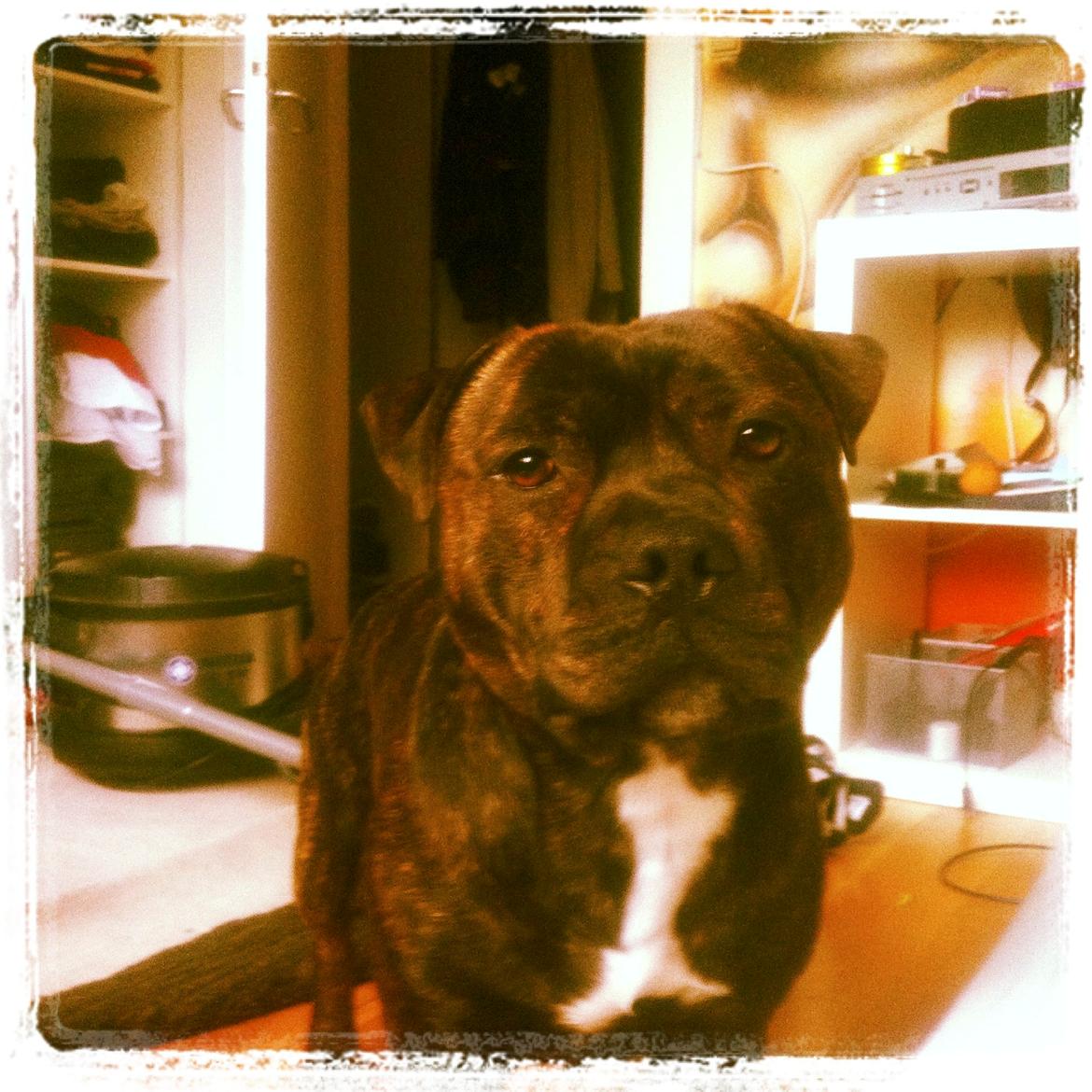 Staffordshire bull terrier Zeus billede 13