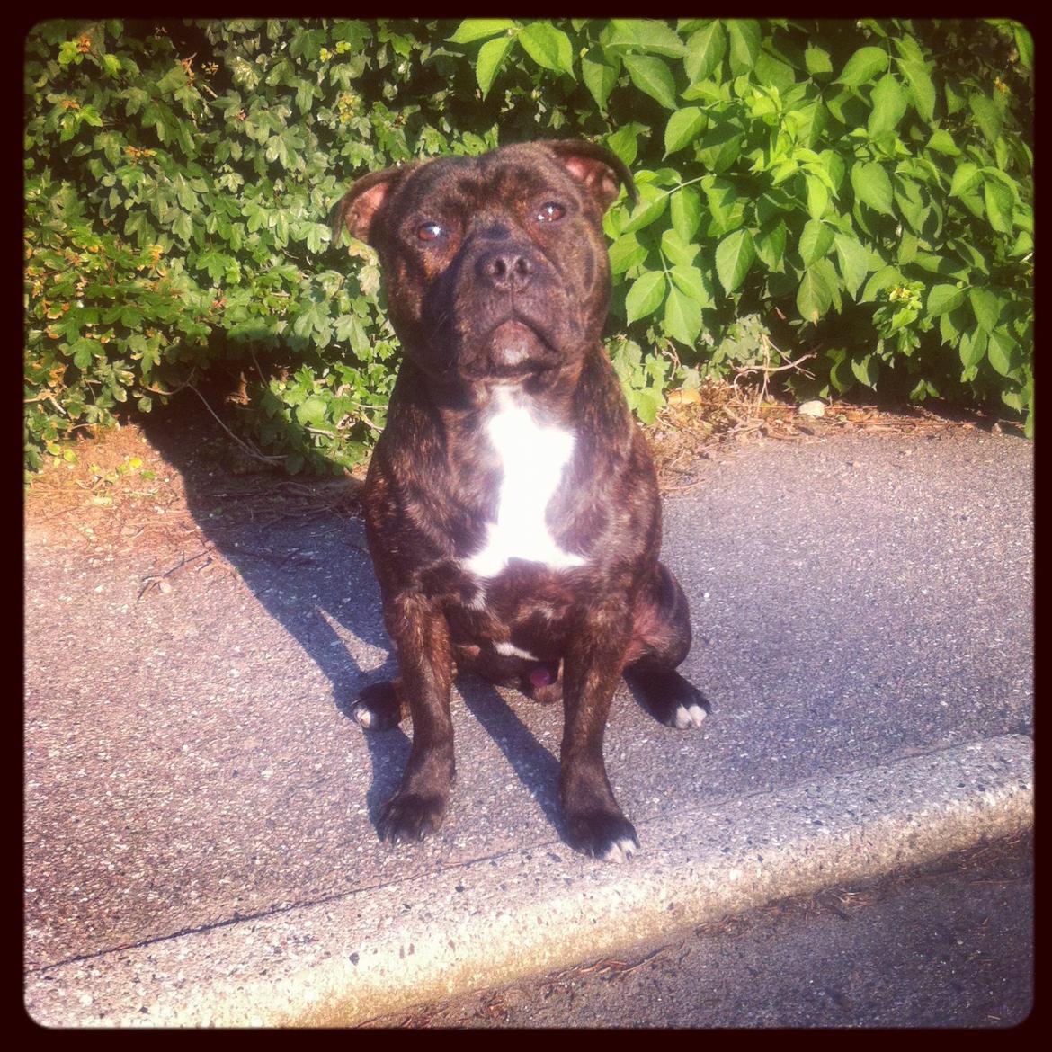 Staffordshire bull terrier Zeus billede 14