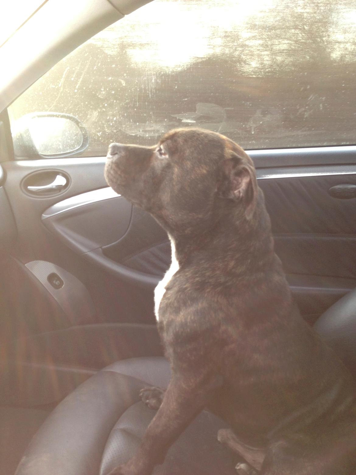 Staffordshire bull terrier Zeus billede 16