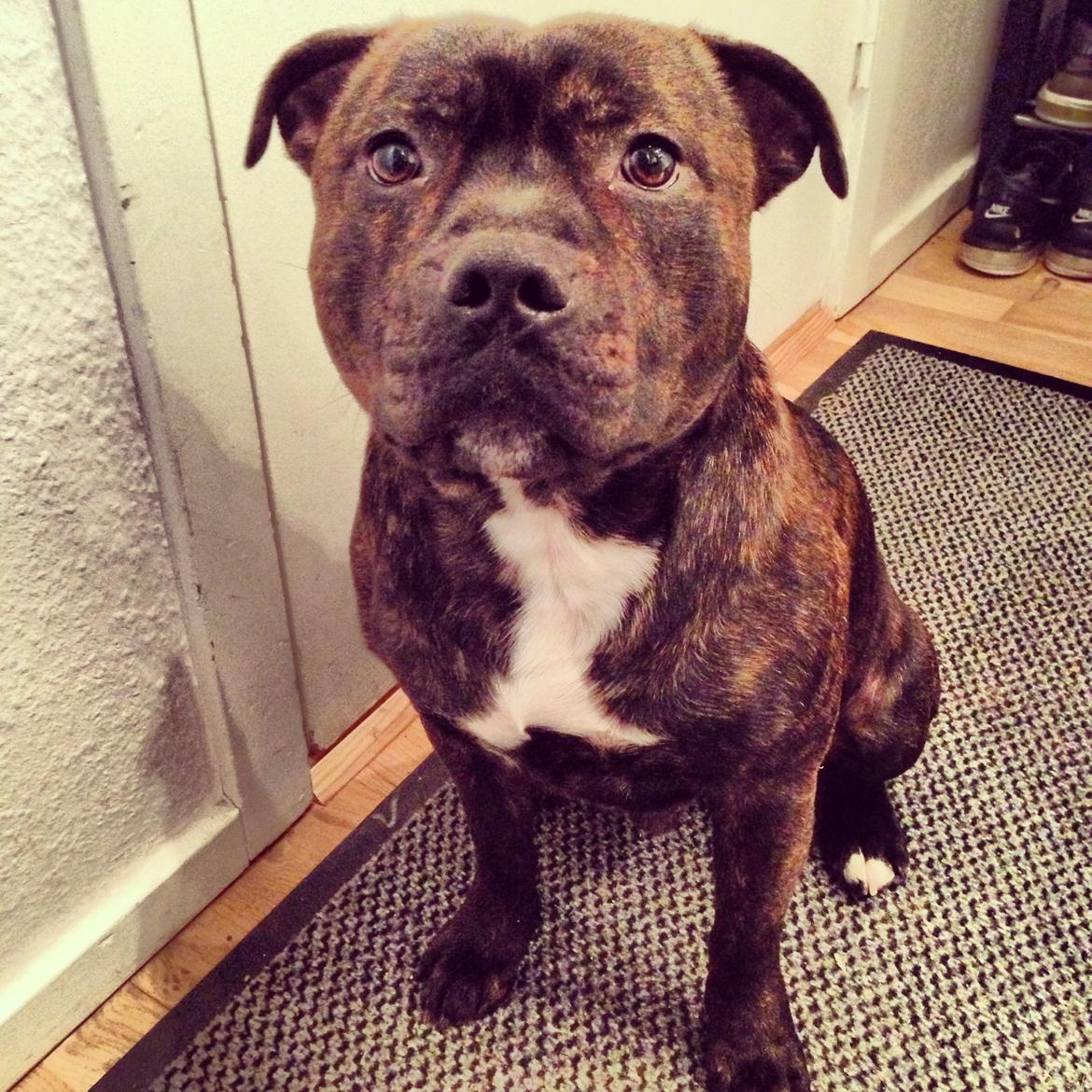 Staffordshire bull terrier Zeus billede 17