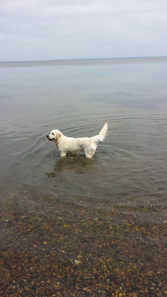 Golden retriever Merle - Merle Bader billede 20