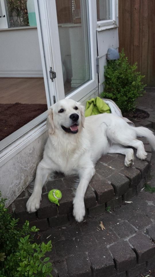 Golden retriever Merle - Nyder solen på tarressen billede 21