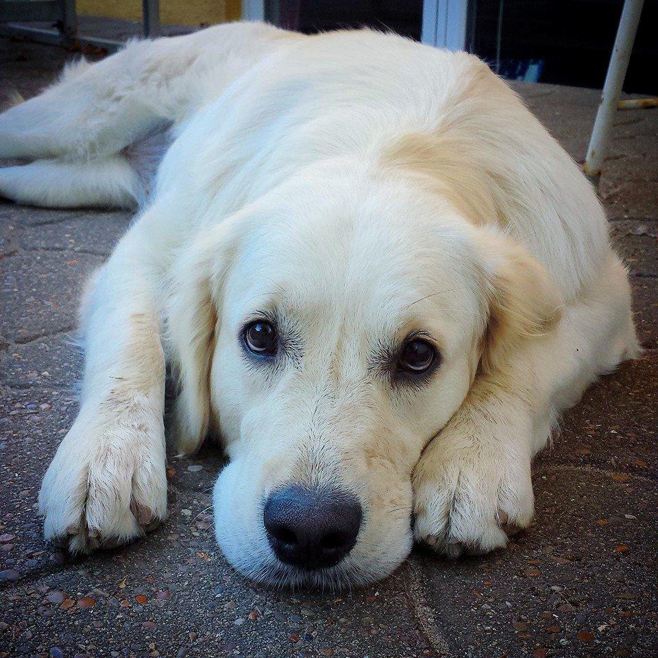 Golden retriever Merle - Træt hund på tarressen billede 25